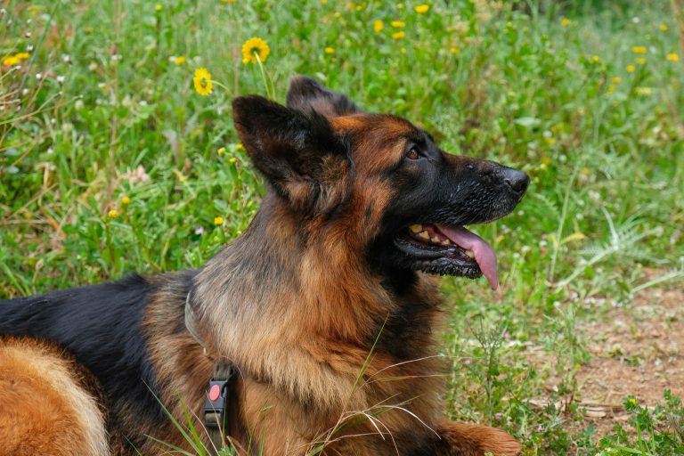 Nature Dogs | Hotel, Day Care e Treino para Cães - Sintra - NatureDogs 239
