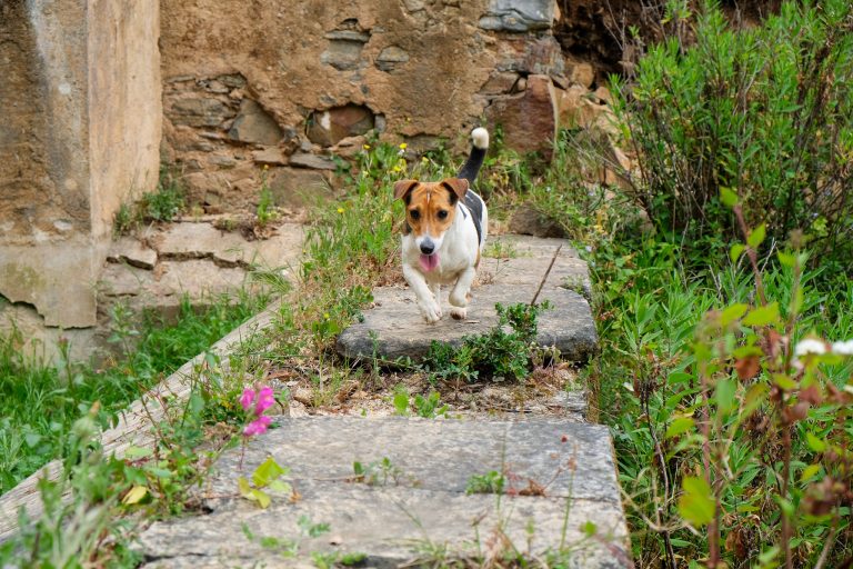 Nature Dogs | Hotel, Day Care e Treino para Cães - Sintra - NatureDogs 252