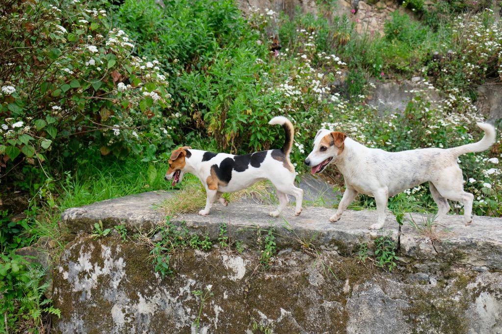 Nature Dogs | Hotel, Day Care e Treino para Cães - Sintra - NatureDogs 270