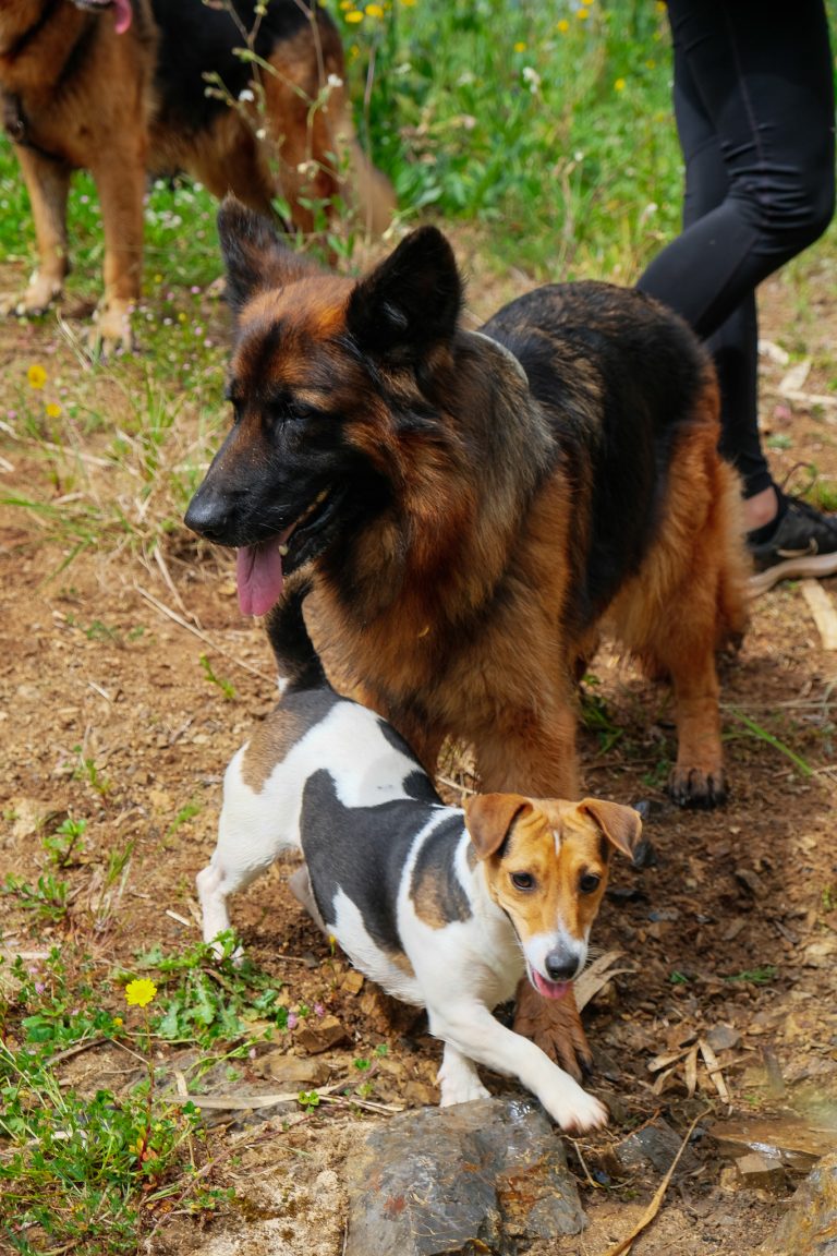 Nature Dogs | Hotel, Day Care e Treino para Cães - Sintra - NatureDogs 221