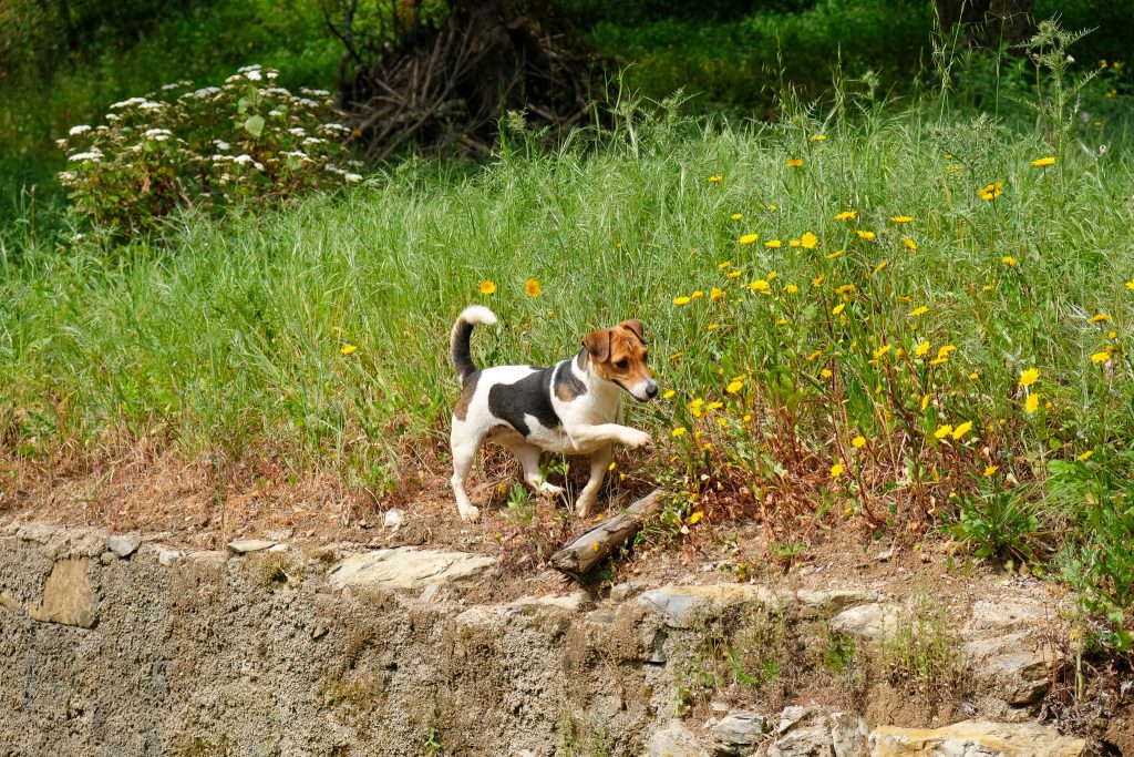 Nature Dogs | Hotel, Day Care para Cães - Sintra - NatureDogs 229