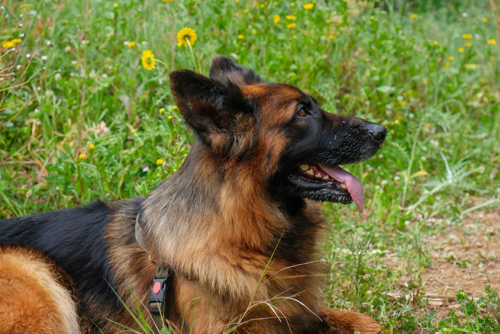 Nature Dogs | Hotel, Day Care para Cães - Sintra - NatureDogs 239
