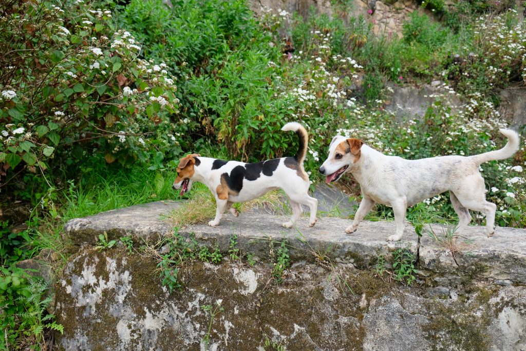 Nature Dogs | Hotel, Day Care para Cães - Sintra - NatureDogs 270