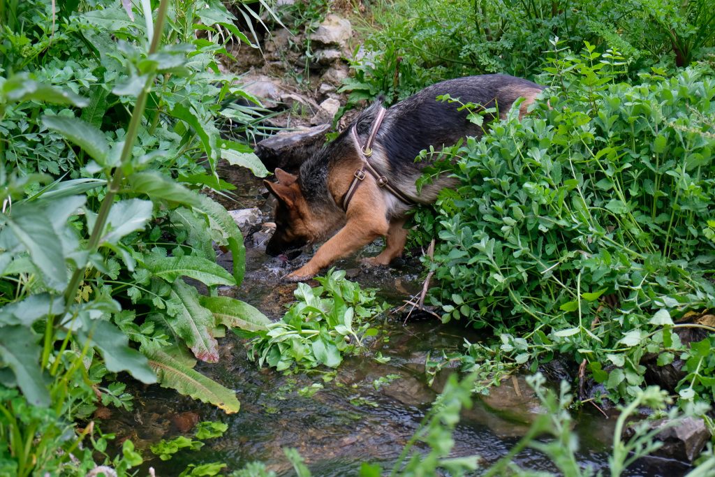 Nature Dogs | Hotel, Day Care para Cães - Sintra - NatureDogs 277