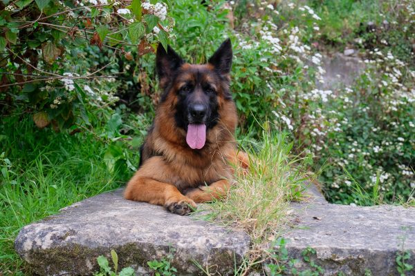 NatureDogs-272