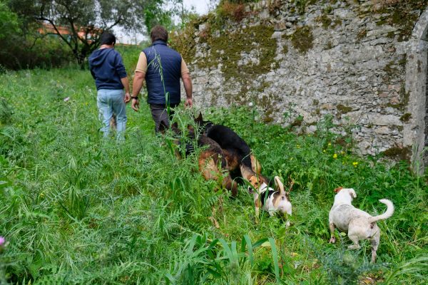 NatureDogs-282