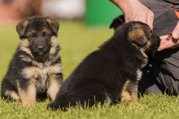 cachorro-pastor-alemao-1024x682 (1)