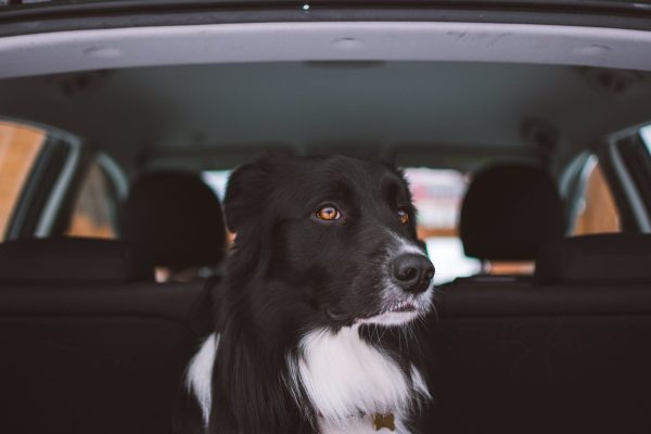 tadeusz-lakota-TrlHGvVLtbA-unsplash